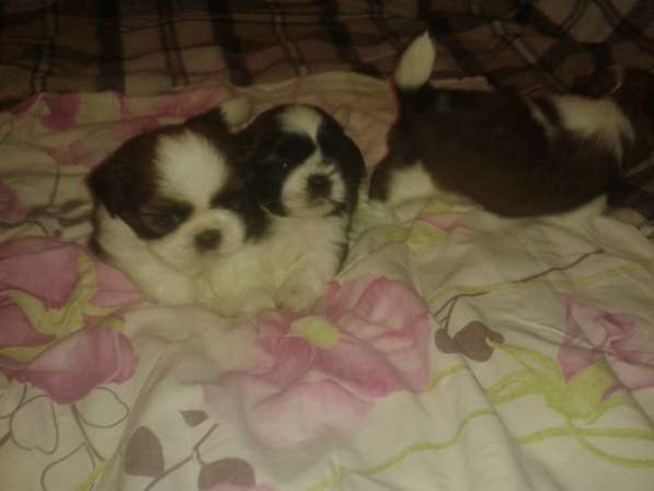 Щенки Ши-тцу в Истре фото 9