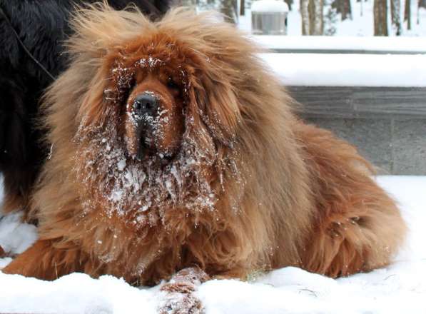 Щенки Тибетского мастифа. 100 Китай в Дмитрове фото 9