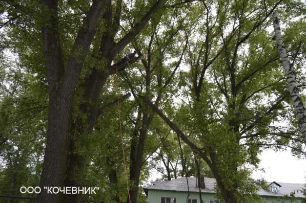 Удаление деревьев в Жуковском фото 3
