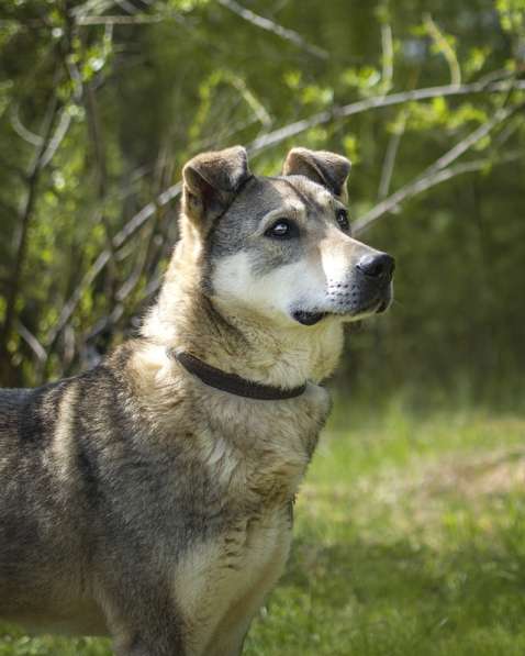 Милый оптимист Джек ищет дом в Москве фото 16