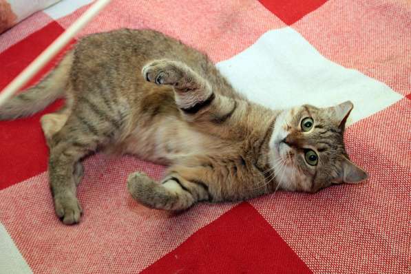 Ласковый мурлыка в Санкт-Петербурге фото 19