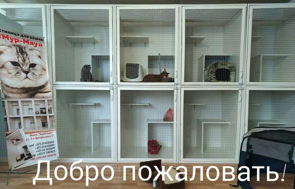 Гостиница для кошек Мур-Мяу, Минск в 