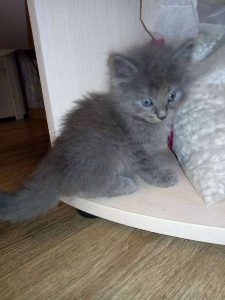 Котята даром в Тюмени фото 13