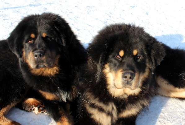 Тибетский мастиф - лучший страж на территории в Москве фото 144