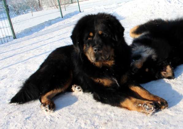 Тибетский мастиф - лучший страж на территории в Москве фото 137