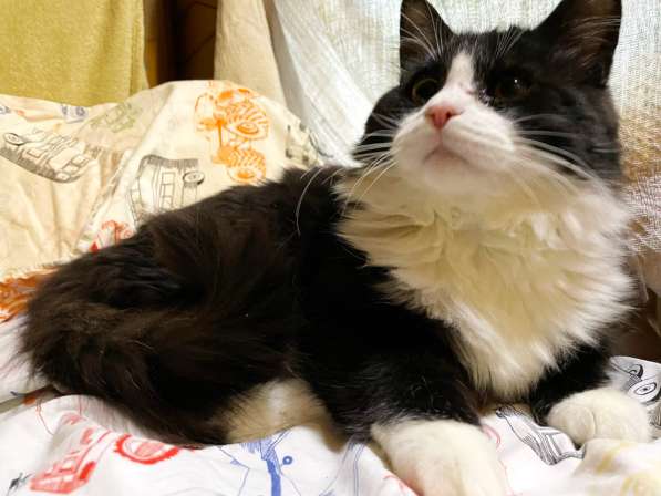 Роскошный нежный молодой котик в Санкт-Петербурге фото 19