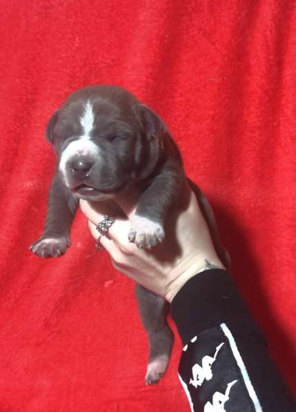 Голубые парни Амсттаффа от чемпиона резерв ркф в Москве фото 23