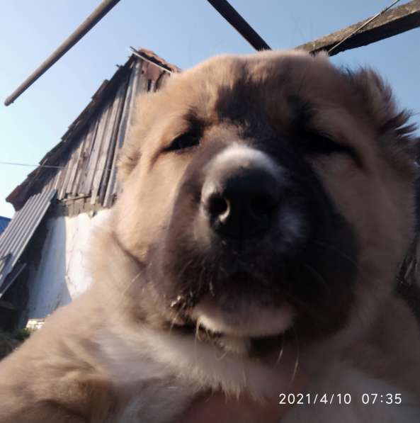 Продаются щенки алабая в фото 30