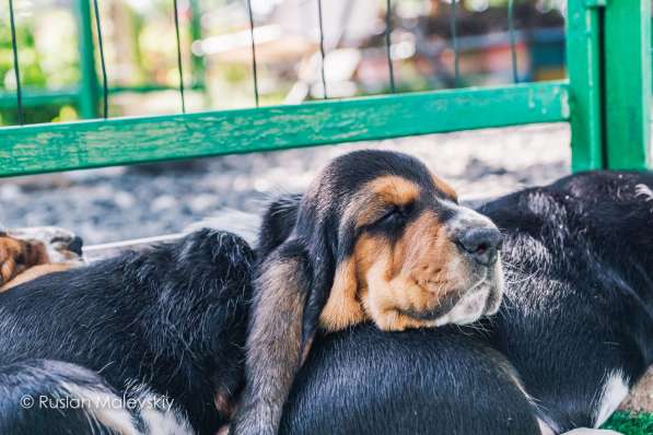 Собака, которую не встретишь на улице в 