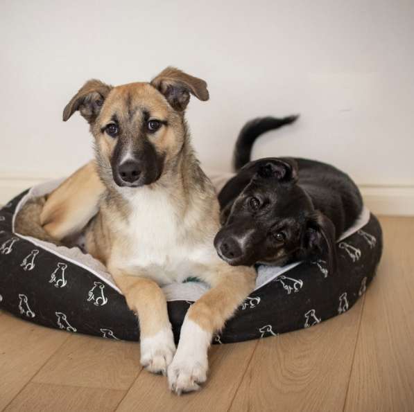 Рэксу очень нужен дом! в Москве фото 10