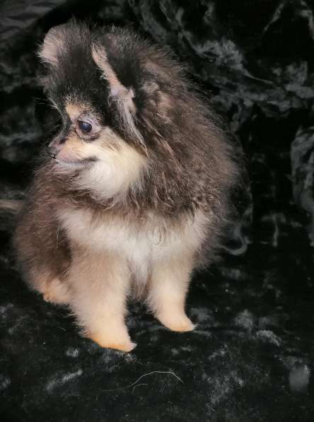 Girl Pomeranian Spitz в фото 5