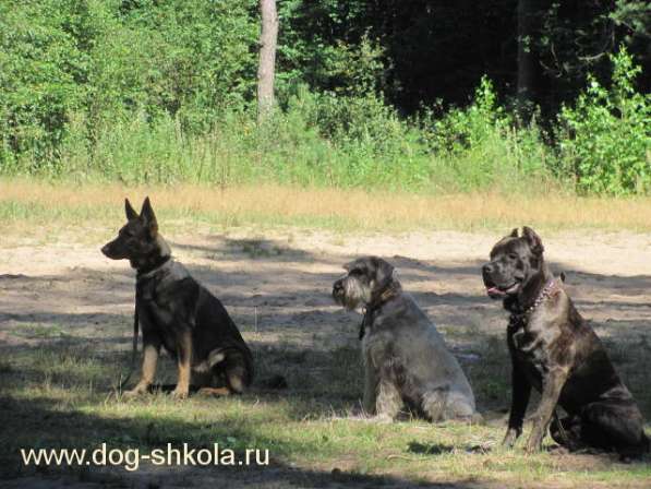 Дрессировка - Школа для собак и владельцев в Москве фото 4