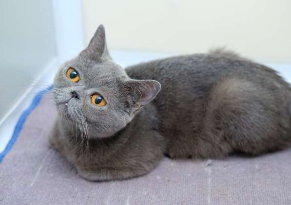 Непосредственная Евангелина ищет лучшего друга в Москве фото 4