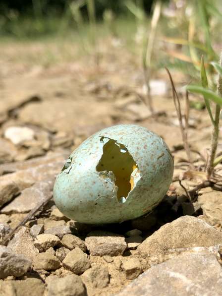 Познакомлюсь с армянкой