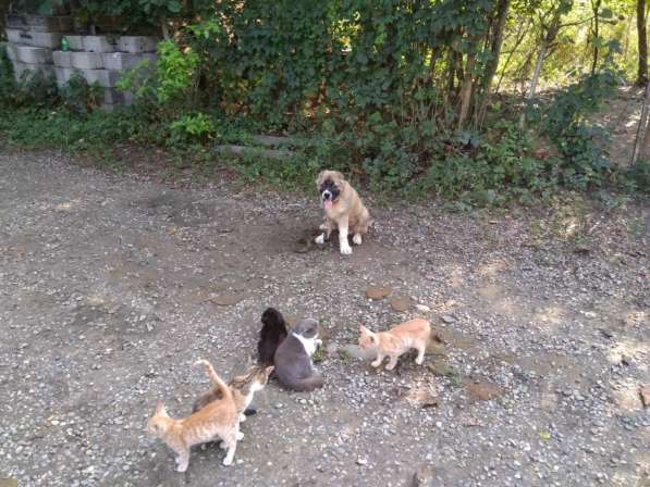 Дрессировка собак в Белореченске фото 9