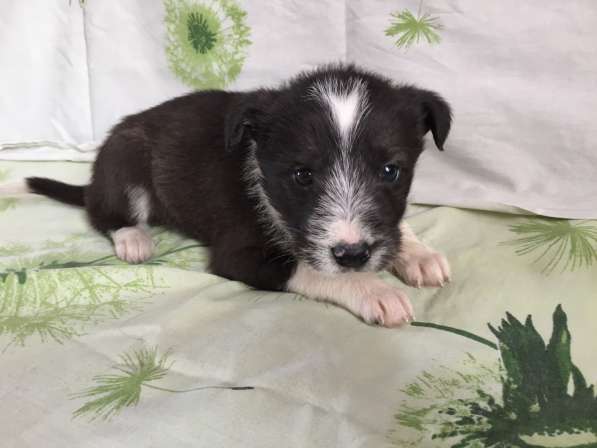 Отдадим в добрые руки в Новосибирске фото 3