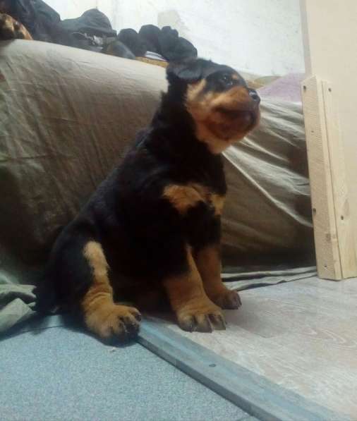 Продам щенка в Санкт-Петербурге фото 3