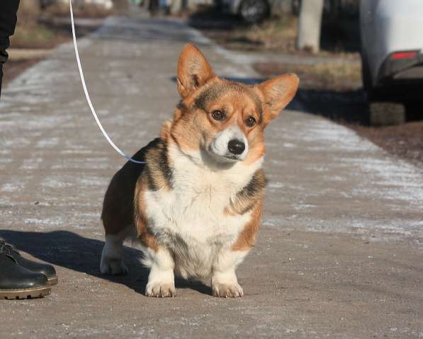 Щенки вельш корги пемброк из питомника в Москве фото 21
