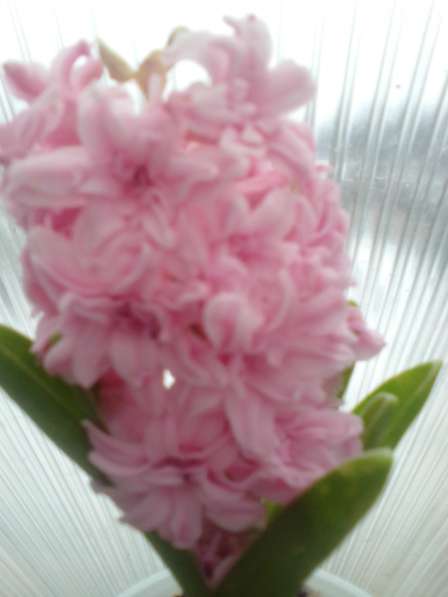 Цветы Гиацинты в Балашове фото 5