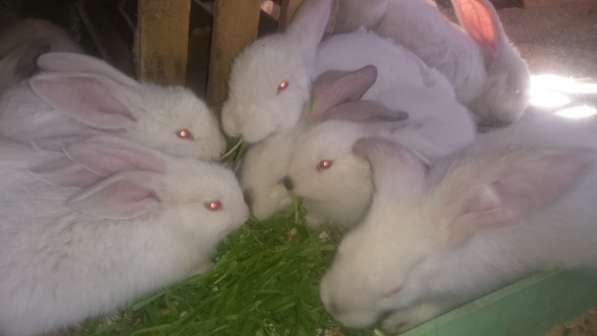 Продаются кролики, крольчата породистые в фото 9