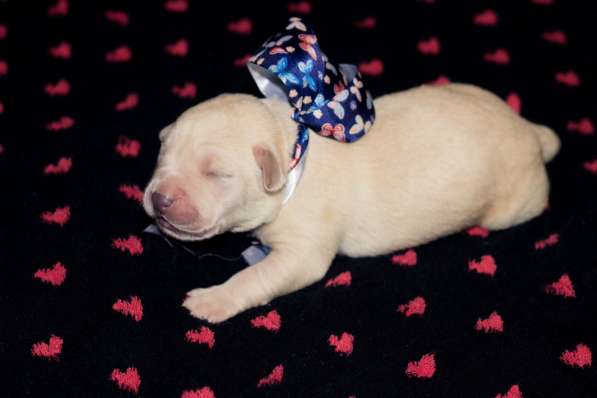 ЛАБРАДОР в Москве фото 14