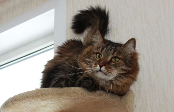 Кот в добрые руки. Сибирячок Стёпа в Калуге фото 12