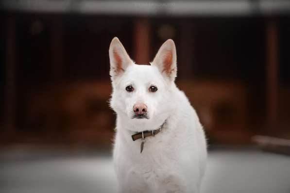 Пломбир ищет свою семью в Москве фото 10