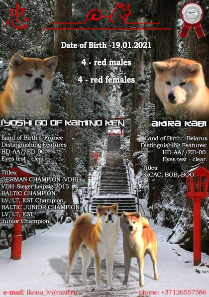 Щенки акита ину в фото 4