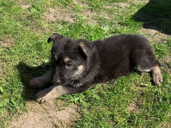 Щенки ВЕО с документами в Санкт-Петербурге фото 43