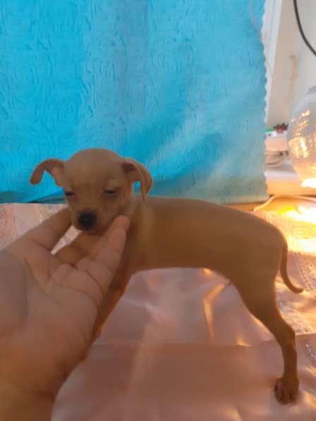 Той терьер щенки в Москве фото 13