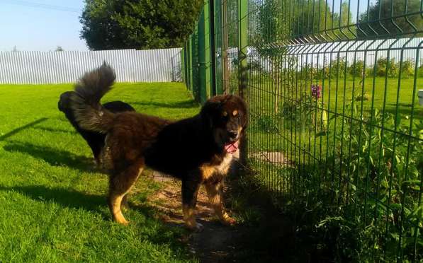 Тибетский мастиф - лучший страж на территории в Москве фото 185