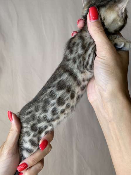 Бенгальские котята в Ростове-на-Дону фото 16