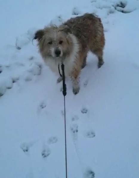 Чарлик хочет домой в Москве фото 14