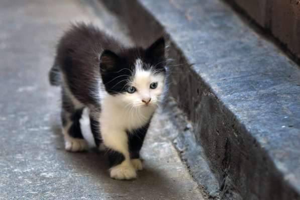 Отдадим очаровательных черно-белых котят в Таганроге фото 5