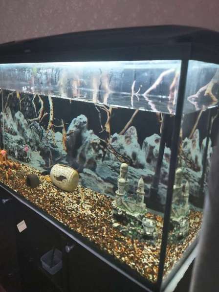 Аквариум в Нижневартовске фото 13