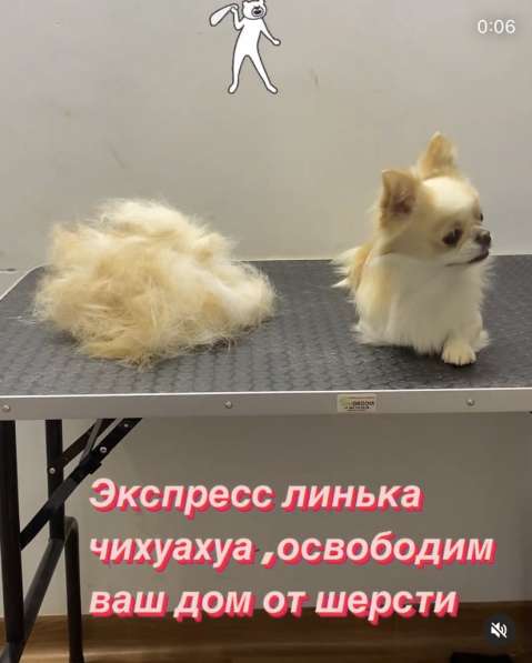 Парикмахер для животных в Иванове фото 4