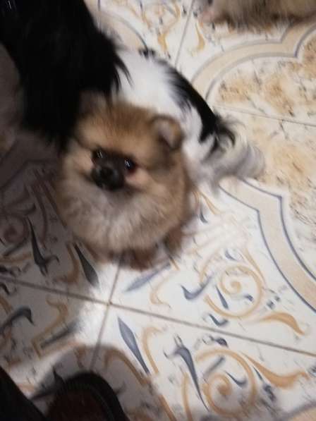 Шикарные щенки померанского шпица из питомника - медвежий ти