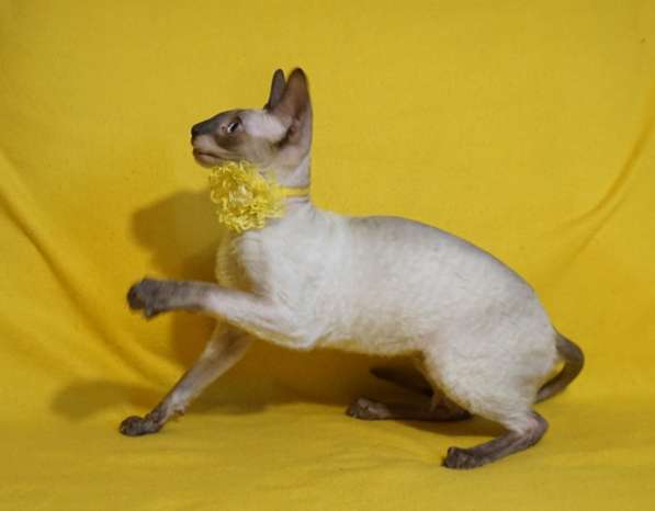 Девушка шоколадка