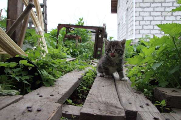 Котята в добрые руки в Томске фото 19