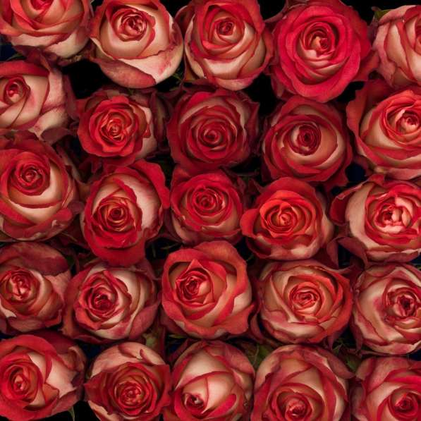 Розы из Эквадора по самым низким ценам в России в Москве