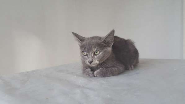 Котенок в добрые руки в Москве фото 21