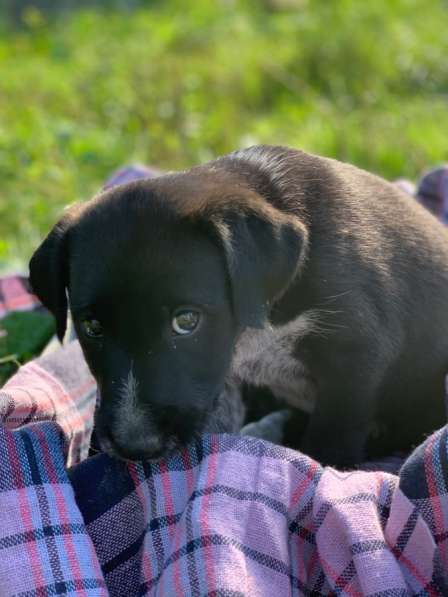Щенки-охотники в надежные руки в Москве фото 4