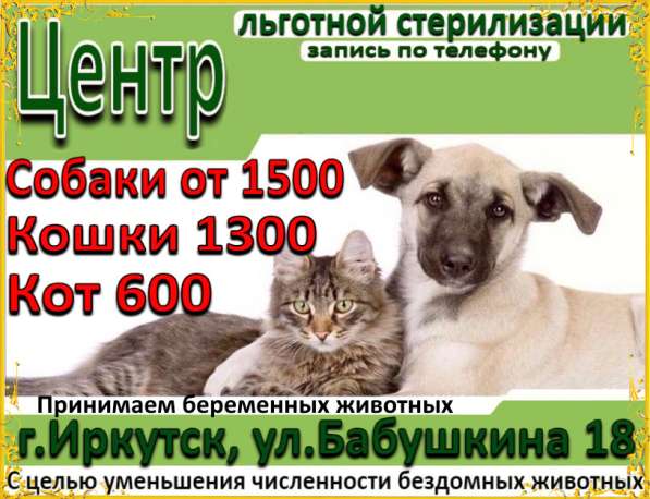 Центр льготной стерилизации в Иркутске фото 5