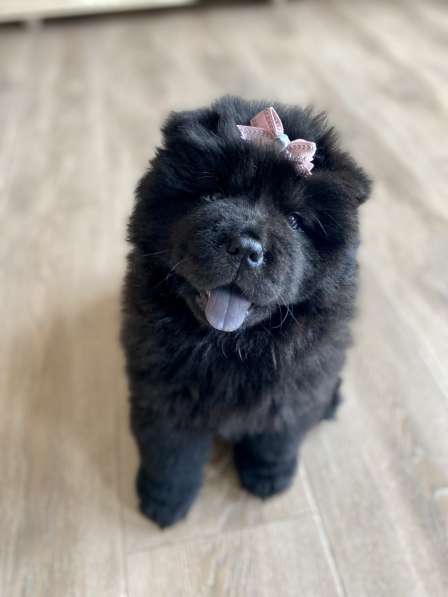 Чау -чау в Москве фото 3