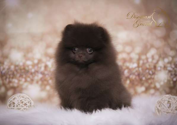 Spitz Pomeranian в Рыбинске