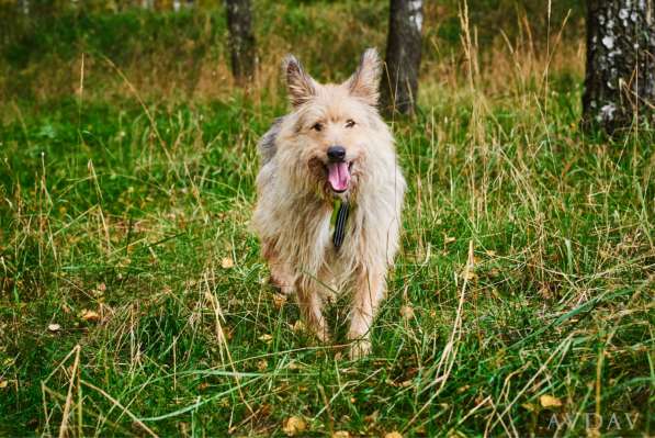 Трогательный Чарлик ищет дом в Москве фото 21