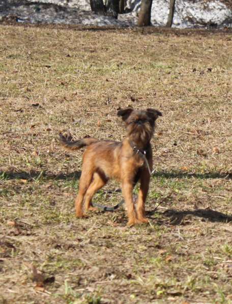 Великолепные щенки гриффона и пти-брабансона. Вязки в Москве фото 20