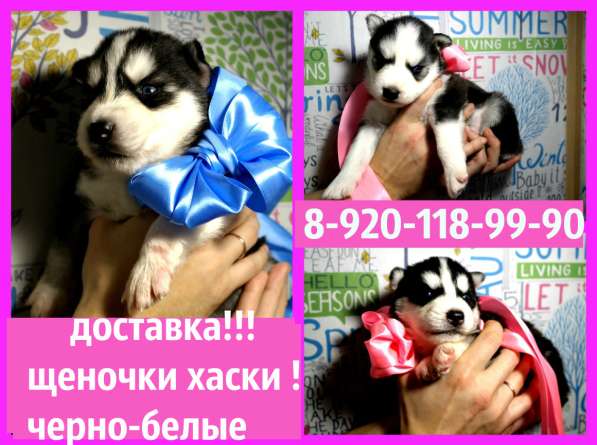 Яркие щеночки сибирской хаски черно-белые голубоглазые в Переславле-Залесском