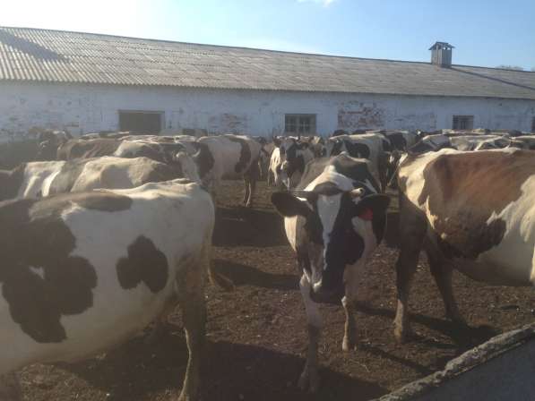 Коровы дойные Черно- Пестрые в Челябинске