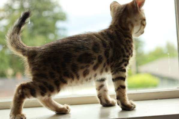 Bengal kittens в фото 4